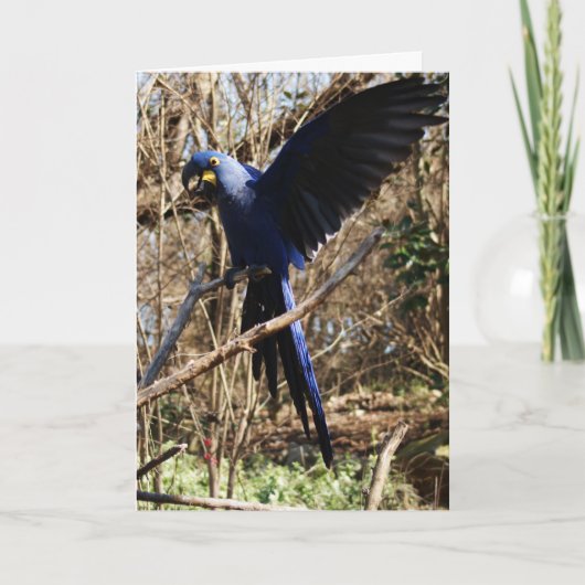 Parrot Party Kaart (Voorkant)