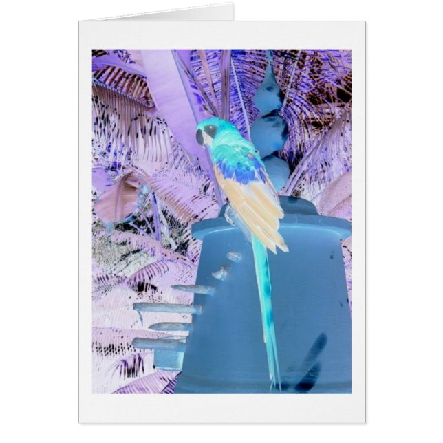 Parrot Pop Art (Voorkant)