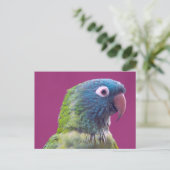 Parrot Post Card Briefkaart (Staand voorkant)