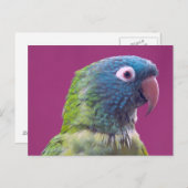 Parrot Post Card Briefkaart (Voorkant / Achterkant)