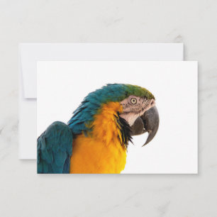 Parrot Post-it Notes Bedankkaart