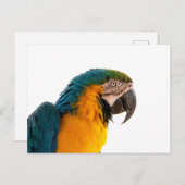 Parrot Post-it Notes Briefkaart (Voorkant / Achterkant)