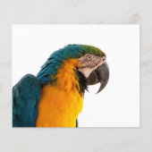 Parrot Post-it Notes Flyer (Voorkant)