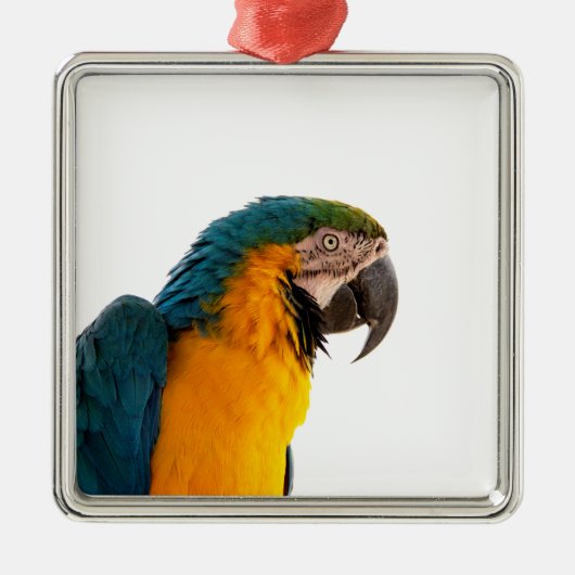 Parrot Post-it Notes Metalen Ornament (Voorkant)