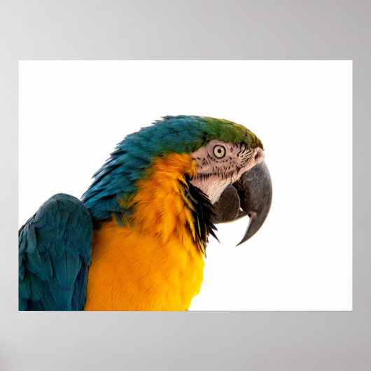 Parrot Post-it Notes Poster (Voorkant)