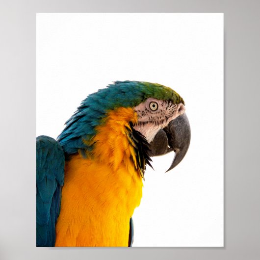 Parrot Post-it Notes Poster (Voorkant)