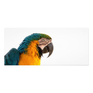 Parrot Post-it Notes Reclamekaart