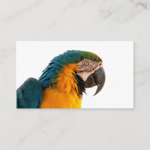 Parrot Post-it Notes Visitekaartje