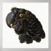 Parrot Poster (Devant)