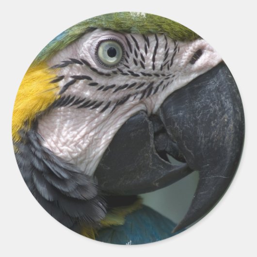 Parrot Sticker (Voorkant)