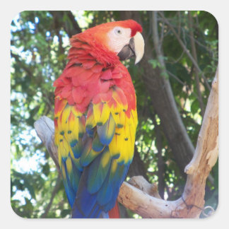 Parrot-stickers Vierkante Sticker