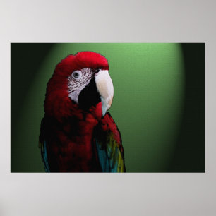 Parrot Talk 36 x 24 Poster