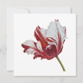 Parrot Tulip 10x Kaart