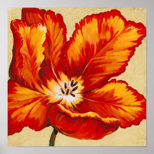 Parrot Tulip I Poster (Voorkant)