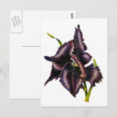 Parrot Tulip Post Card Briefkaart (Voorkant / Achterkant)