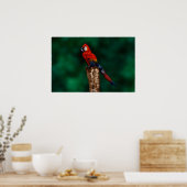 Parrot van Johannes Stötter Poster (Keuken)
