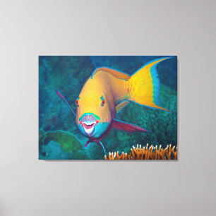 Parrotfish - Opvallende make-up! Kleurrijke foto Canvas Afdruk