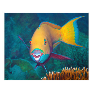 Parrotfish - Striking Make-Up! Colorful photo |