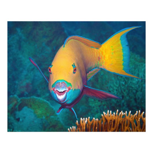 Parrotfish - Striking Make-Up! Colorful photo | (Devant)