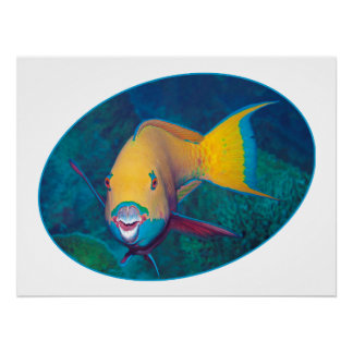 Parrotfish Underwaterphoto - Fotografisch ontwerp  Perfect Poster