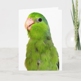 Parrotlet Bird Missing You wenskaart Kaart