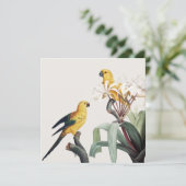 Parrots (Staand voorkant)