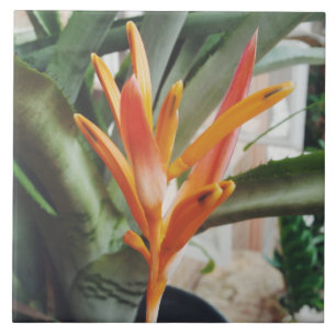 Parrot's Beak Heliconia Perennial Herb Tegeltje