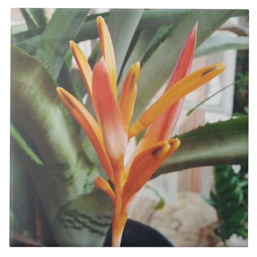 Parrot's Beak Heliconia Perennial Herb Tegeltje (Voorkant)