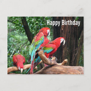 Parrots Bonne carte d'anniversaire