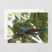 Parrots Briefkaart (Voorkant / Achterkant)