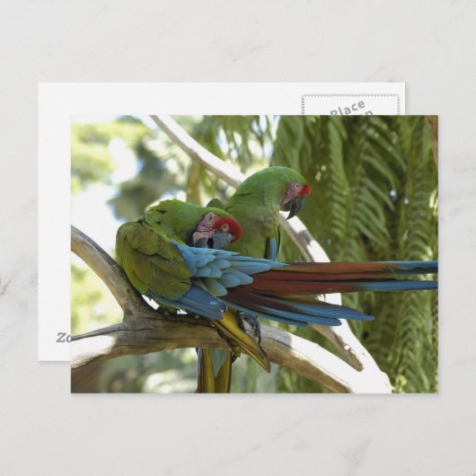 Parrots Briefkaart (Voorkant / Achterkant)