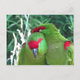 Parrots Briefkaart