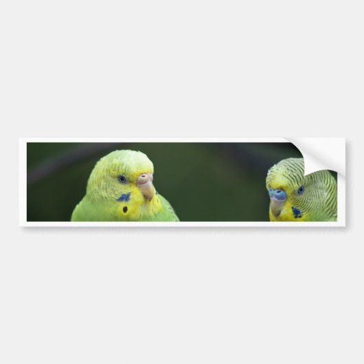 Parrots Bumpersticker (Voorkant)