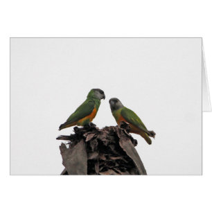 Parrots du Sénégal