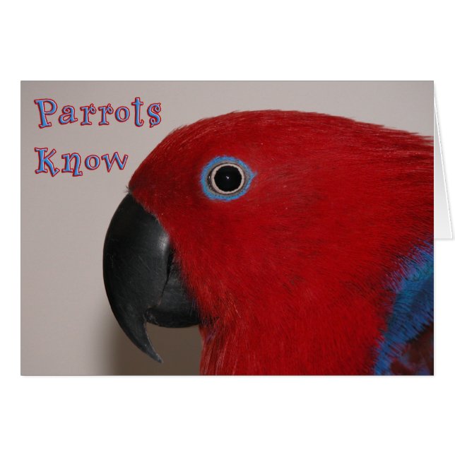 Parrots Know (Voorkant Horizontaal)