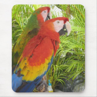 Parrots Muismat