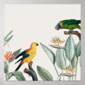 Parrots Poster (Voorkant)