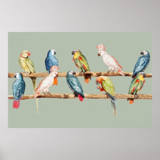 Parrots Poster (Voorkant)