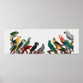 Parrots Poster (Voorkant)