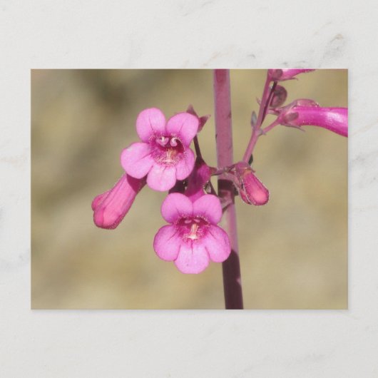 Parry's Penstemon Briefkaart (Voorkant)