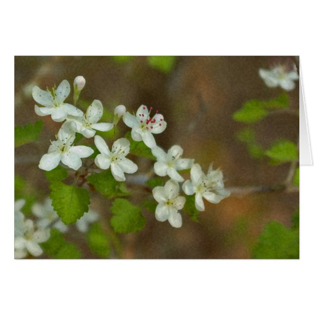 Parsley Haw (Voorkant Horizontaal)