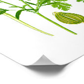 Parsley Kitchen Herb Botanical Wall Decor Poster (Hoek)