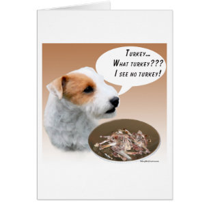 Parson Russell Terrier Turquie