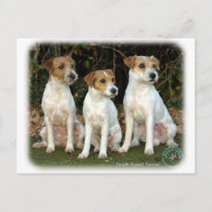 Parson Russell Terriers 9T016D-332 Briefkaart