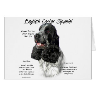 Parti Anglais Cocker Histoire Espagnole