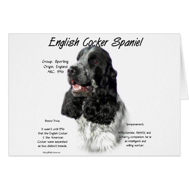 Parti Anglais Cocker Histoire Espagnole (Devant horizontal)