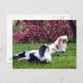 Parti-Color Pekingese Honden Briefkaart (Voorkant / Achterkant)