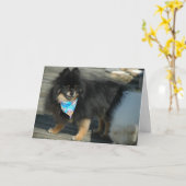 Parti Poméranien Attique ~ Carte Anniversaire (Fleur jaune)