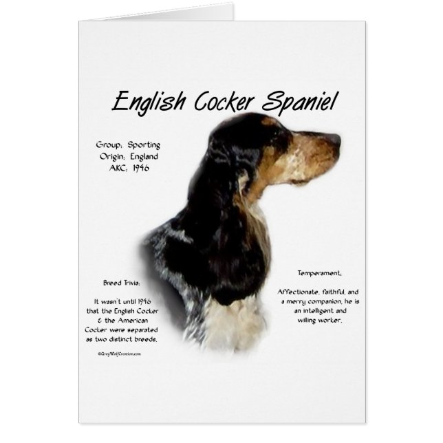 Parti Roan Engelse Cocker Spaniel Geschiedenis (Voorkant)
