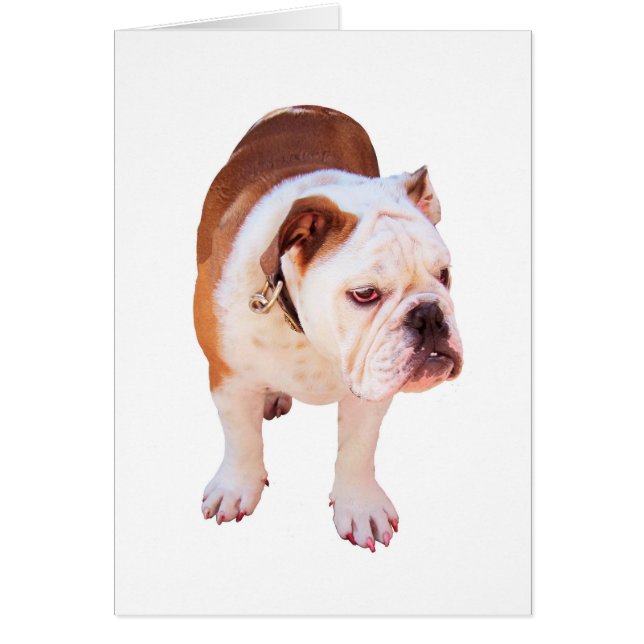 partijdier (Voorkant)